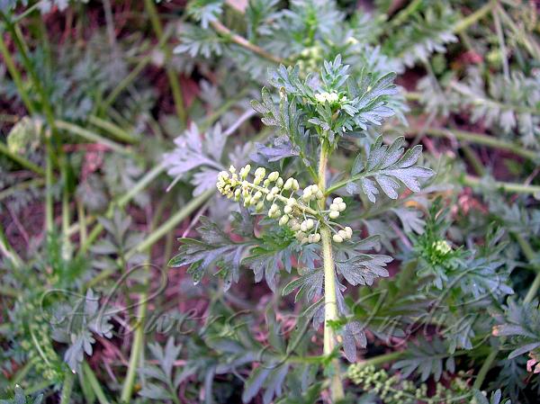 Bitter Cress